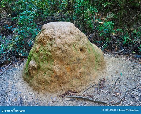  Termite Mound! Een Verkenning van de Abstracte Schoonheid in een verlorenNigeriaanse Meesterwerk