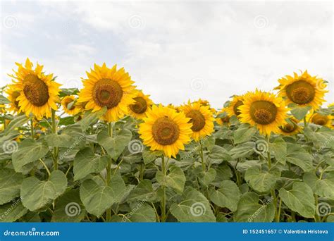  Zonnebloem van de Indus: Een Verkenning van Licht en Schaduw in een Verloren Wereld?